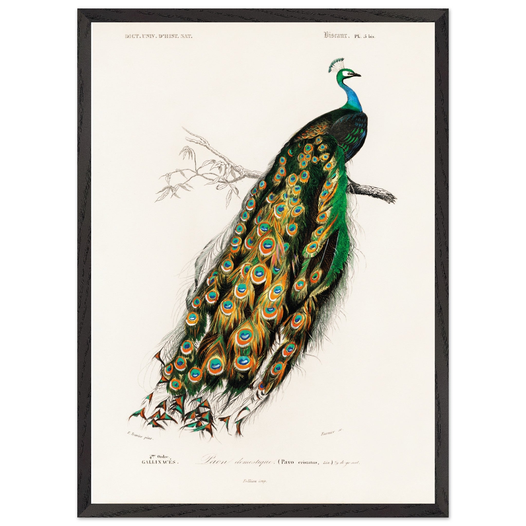 Artfulprints Poster met Lijst Charles Dessalines d'Orbigny - Indian peafowl (pavo cristatus)  - 50x70 cm - Groen