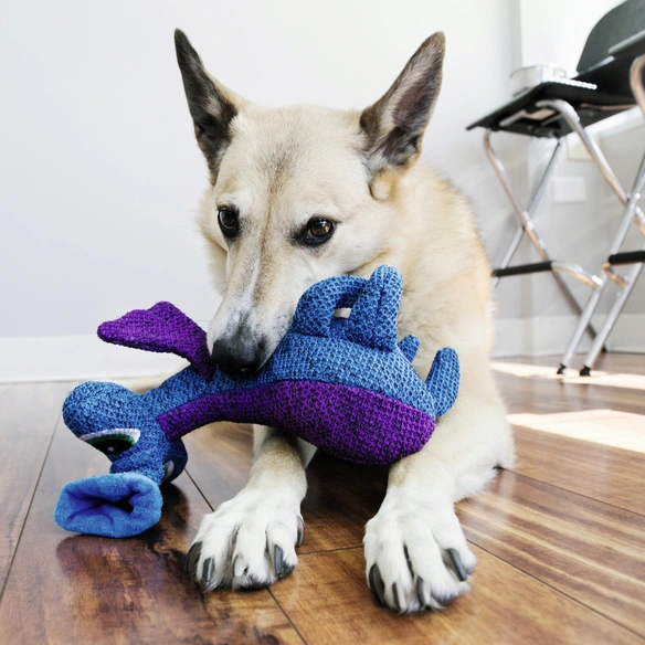 Hundespielzeug, blau