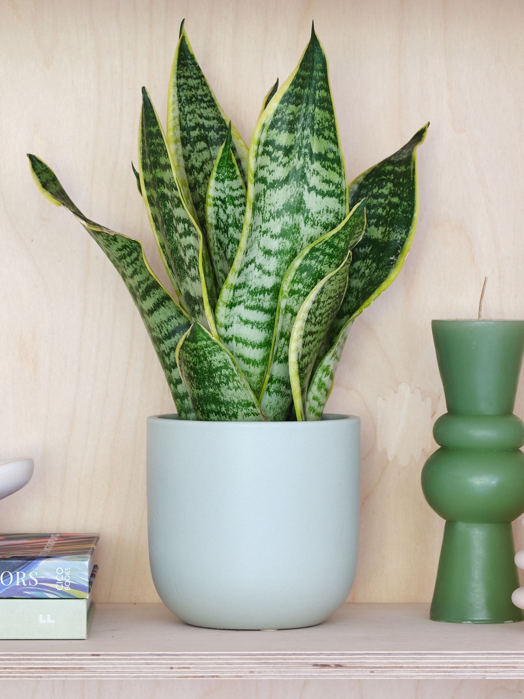 Beards & Daisies Pistachio Real Snake Plant in Earthenware Pot Set