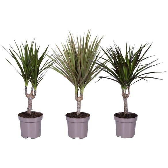 Drachenbaum, Dracaena marginata »in Sorten«, im Kunststoff-Kulturtopf