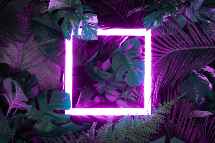 Fototapeta Kolorowy KWADRAT Urban Jungle 90x60cm