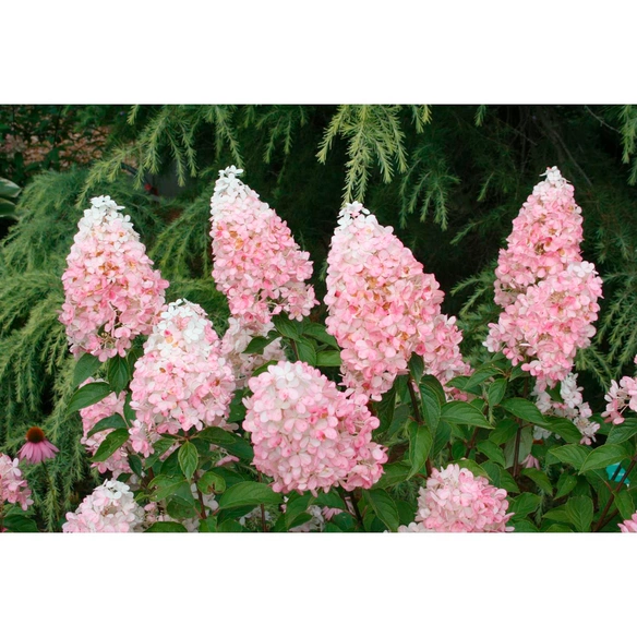 Rispenhortensie, Hydrangea Paniculata »Limelight«, creme