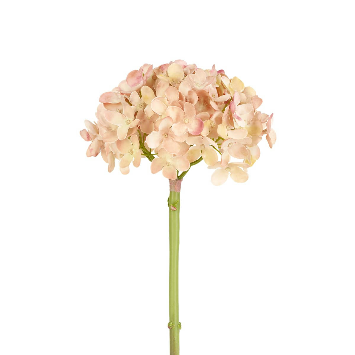 - Hortensia effet séché beige H45