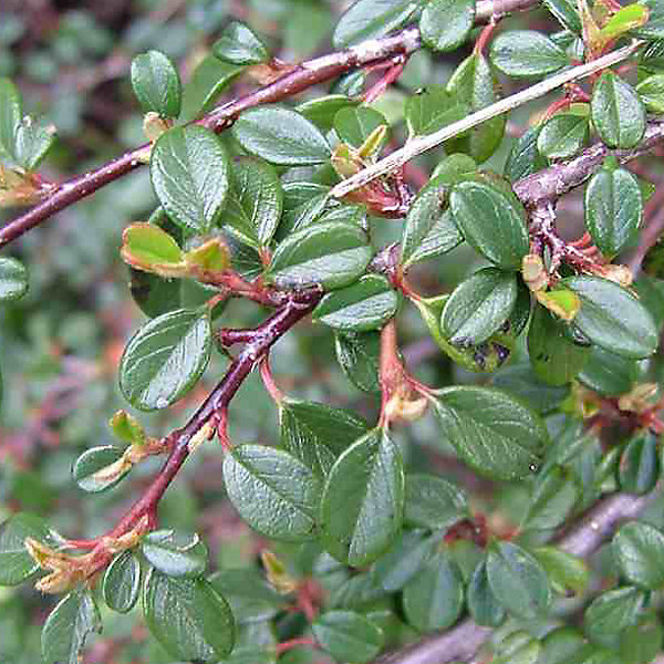 2 x Cotonéaster à petites feuilles - Cotoneaster microphyllus- 50-60 cm pot