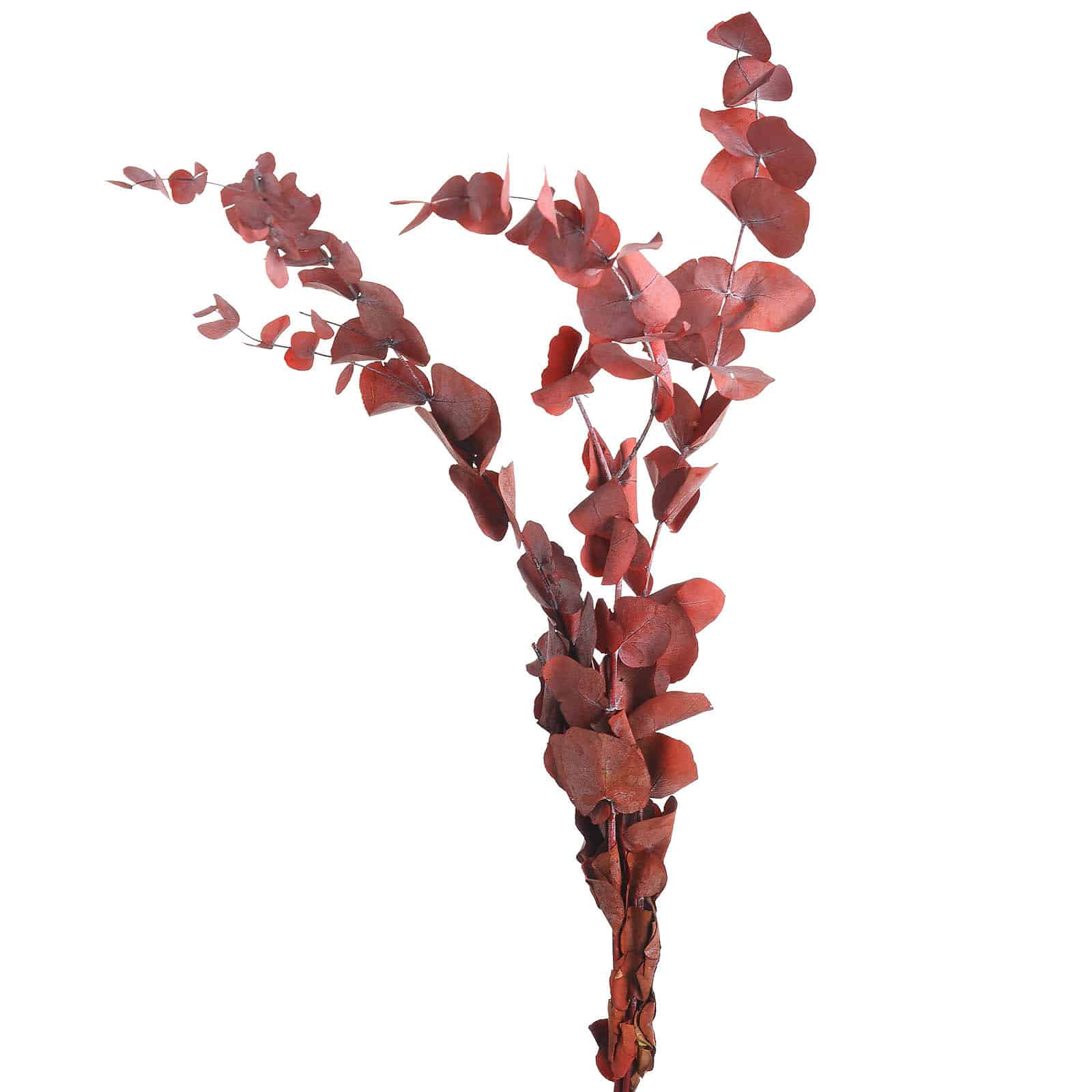 Trockenblumenbund Eukalyptus Rot,L 450 mm