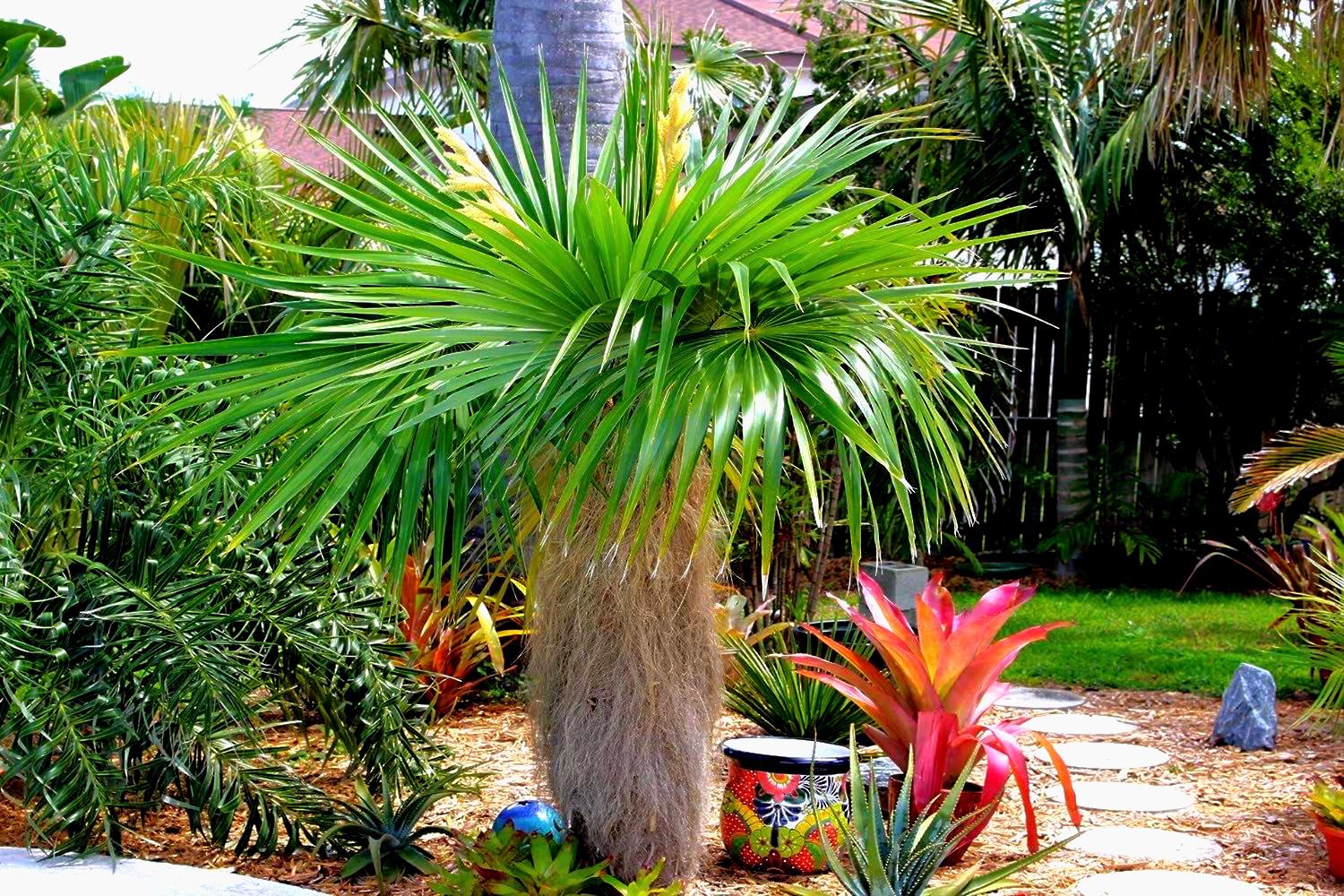 Old Man Palm Tree (Coccothrinax Crinita) – Rare Live Palm – 3 Gallon Pot – Tropical Plant Indoor Outdoor palm, Updated Pictures