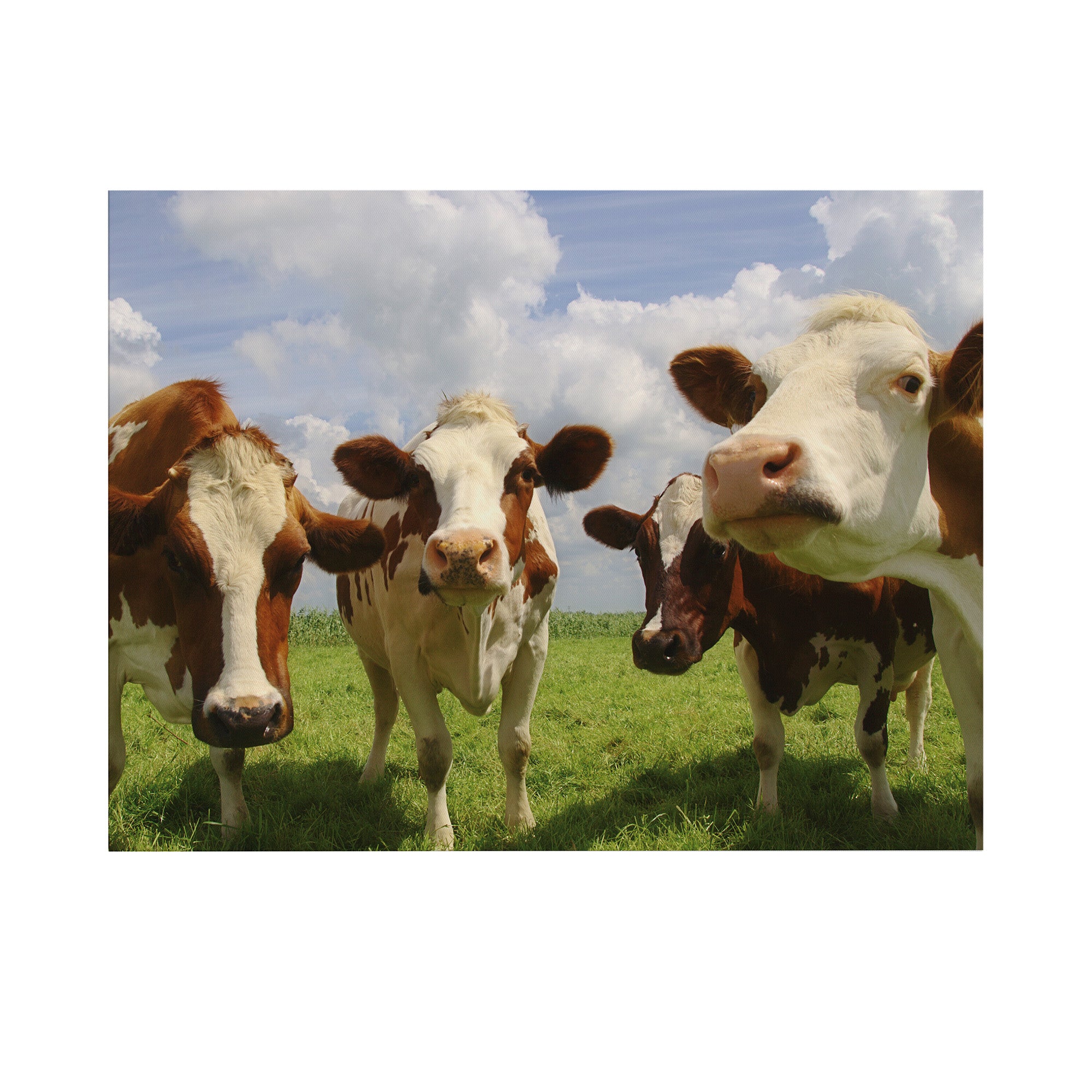 Art for the Home Buitencanvas Nieuwsgierige Koeien