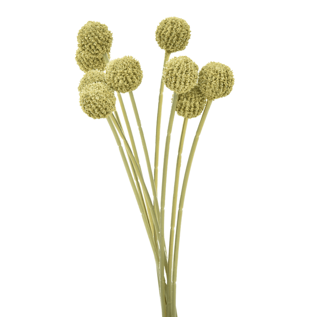 FOLHAGEM CRASPEDIA