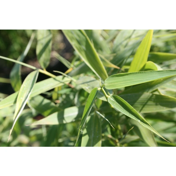Gartenbambus, murielae Fargesia »Panda«, Pflanzenhöhe: 80-100 cm, dunkelgrün
