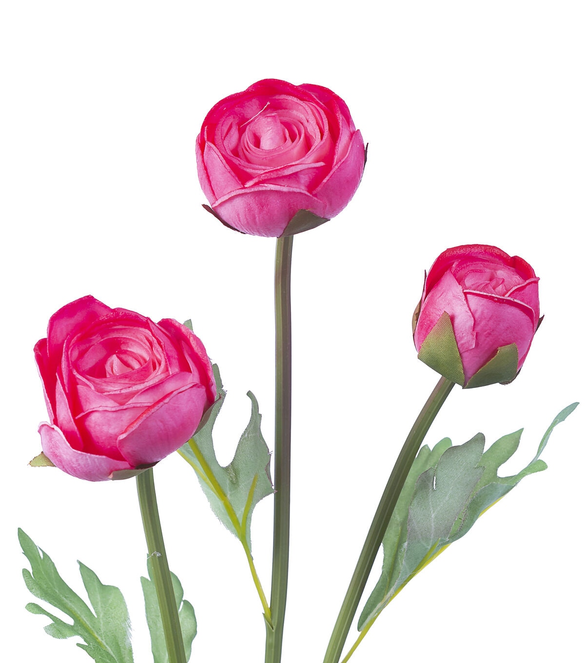 24.5 Pink Ranunculus Stem by Bloom Room