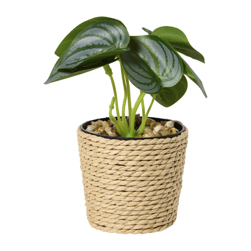 Plantje in jute pot - &Oslash;6.5x12 cm - diverse varianten