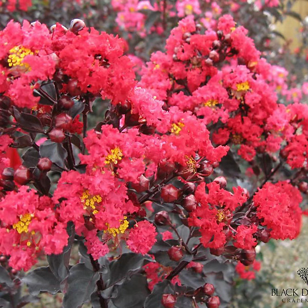 Arbres et plantes - LAGERSTROEMIA black diamond Best redC3L - 150cm - Rouge profond - Extérieur