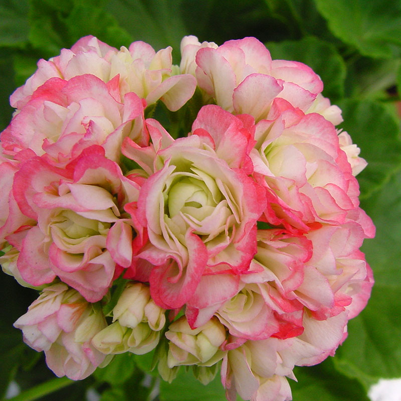 Rosenknoppspelargon 'Happy Appleblossom Rosebud'