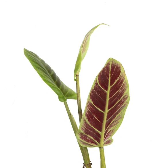 Baumfreund, Philodendron Subhastatum