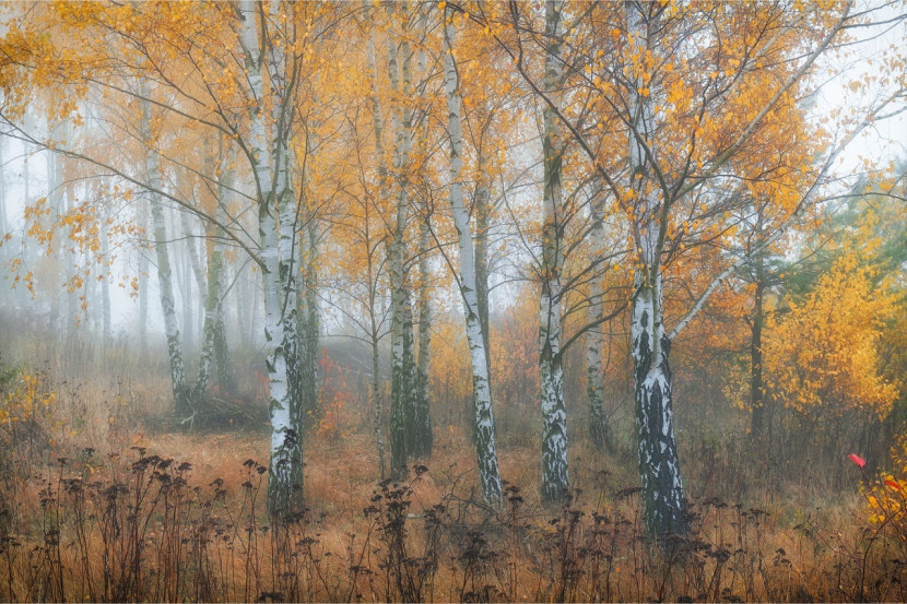 Fototapeta LAS Brzozowy We Mgle Drzewa 3D 90x60cm