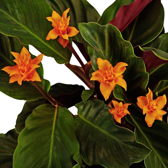 Korbmarante, Calathea crocata, Blütenfarbe: orange