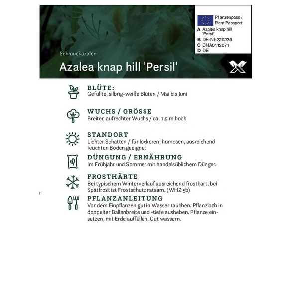 Azalee, Azalea knaphill »Persil«, weiß, Höhe: 40 - 50 cm