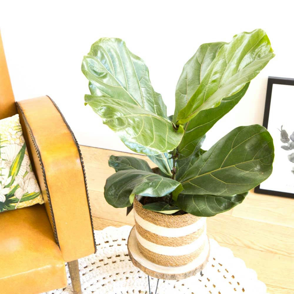 FICUS LYRATA - Ficus Lyrata facile d'entretien sans cache-pot