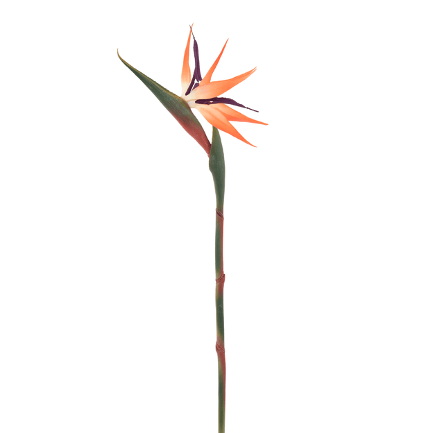 FLOR ESTRELÍCIA