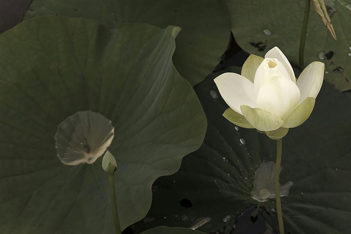LUEUR - Photographie d'art de Zoé Pignolet 30x45 cm sur plexi