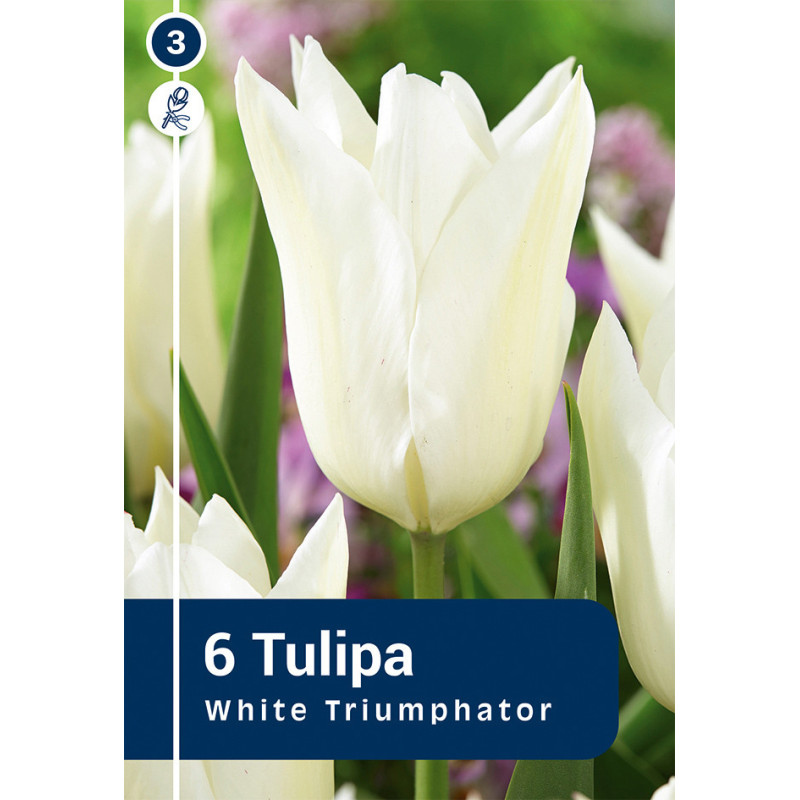 Bulbes de tulipes White Triumphator 10 pièces