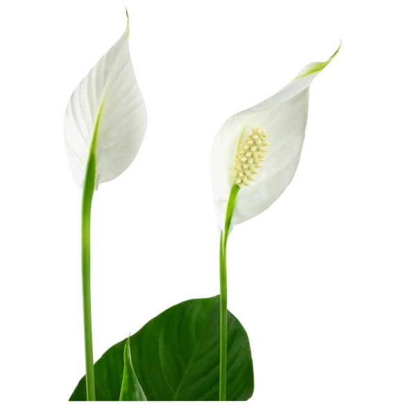 Einblatt, Spathiphyllum wallisii, Blütenfarbe: weiß