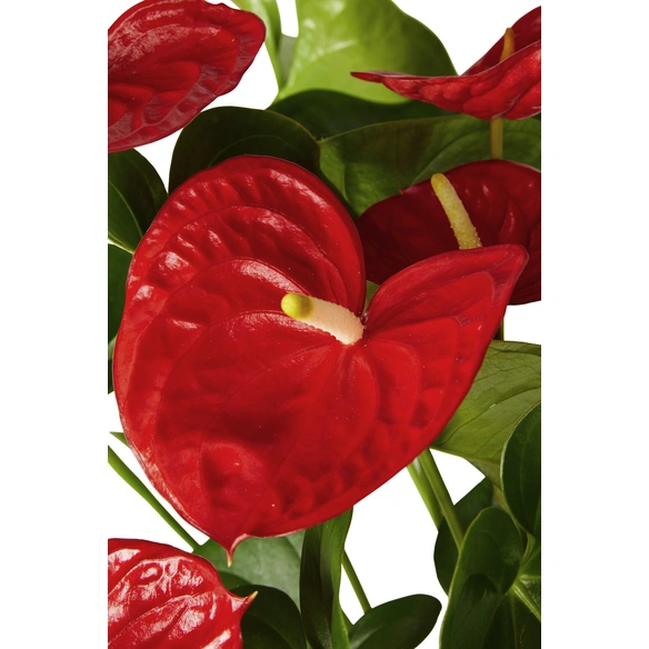 Flamingoblume, Anthurium andreanum »Ariane Red«, rot, 6 Blüten