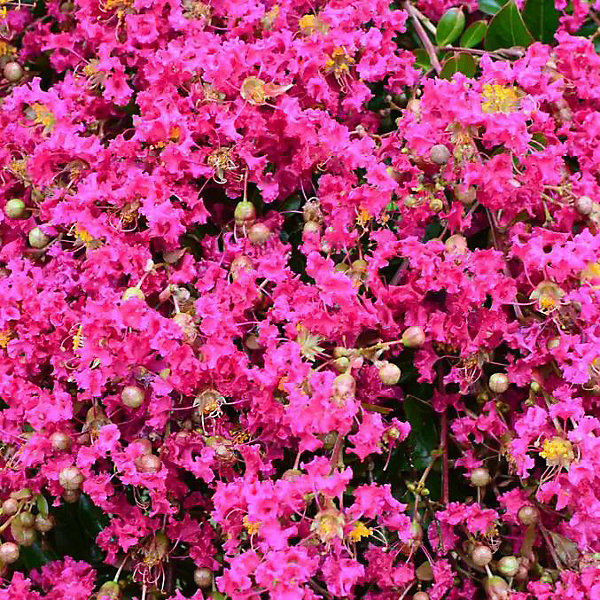 Arbres et plantes - LAGERSTROEMIAMimie fuschia C3L - 150cm - Fuchsia - Extérieur