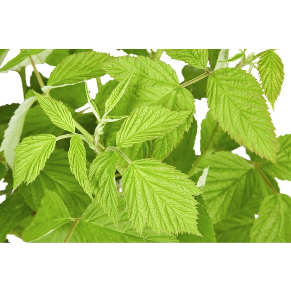 Himbeere, Rubus idaeus »Aroma Queen ®«, Frucht: rot, zum Verzehr geeignet