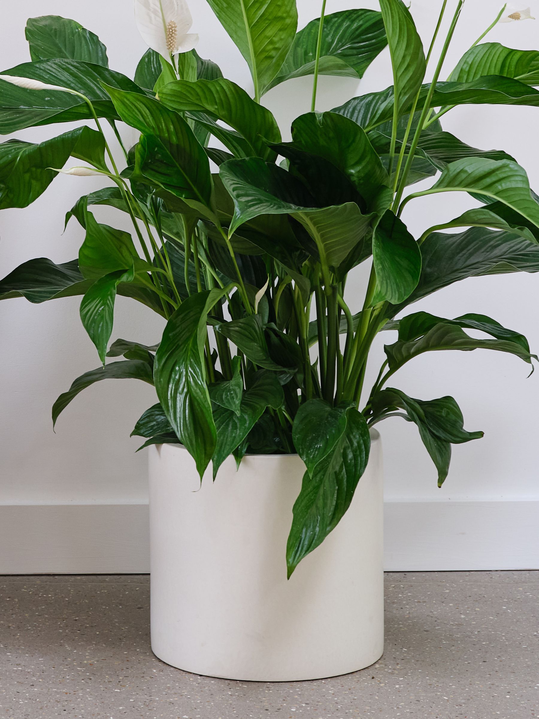 Beards & Daisies Oyster Real Peace Lily Plant in Earthenware Pot