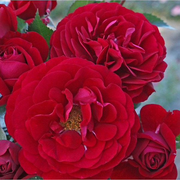 2 x Rosier Kordes - Rosa 'Bordeaux'