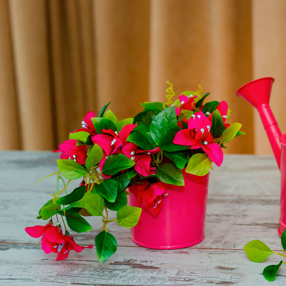 VERONA - Bougainvillier H71