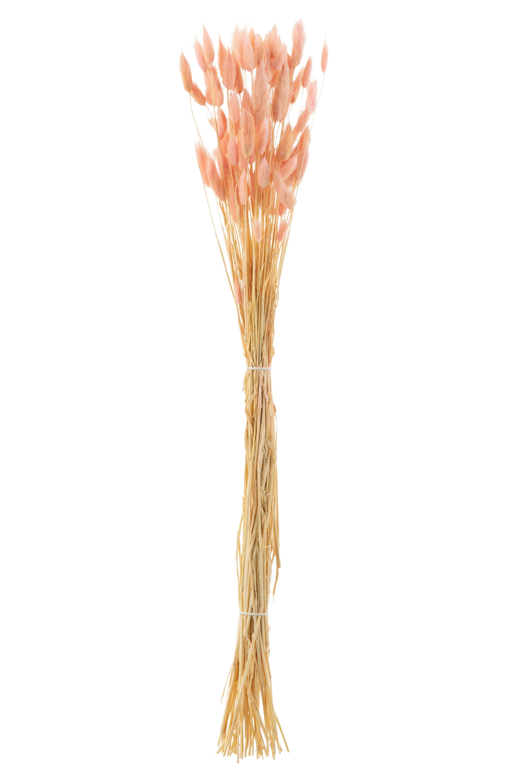 J-Line droogbloemen - Bundel Hazenstaart - gedroogd pluim - lichtroze
