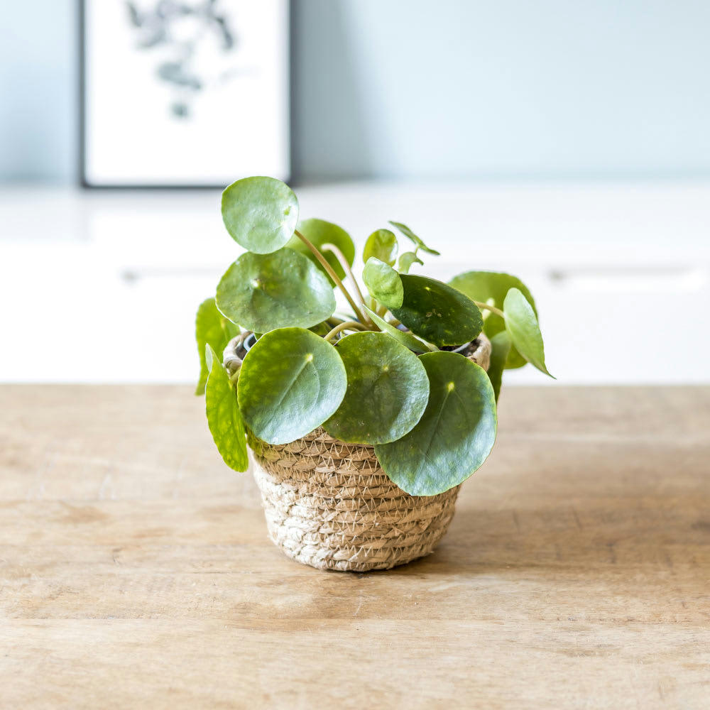 PILEA PEPEROMIOIDES - Plante porte bonheur sans cache-pot