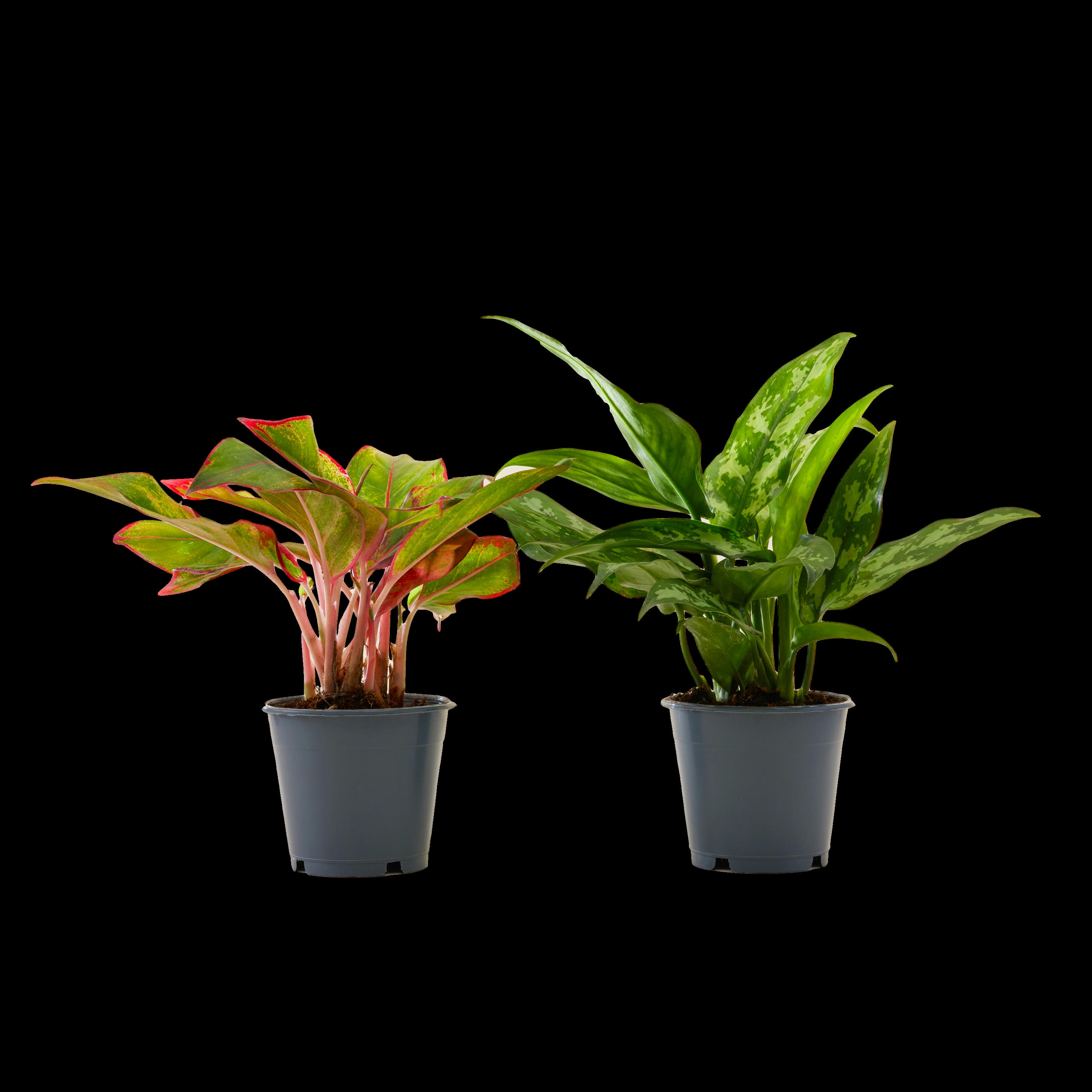 - Plante d'intérieur - Duo Aglaonema