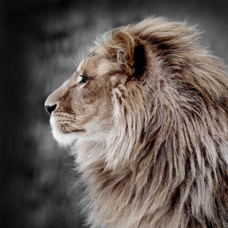 Impression sur verre Love Lion 30 x 30 cm CEANOTHE