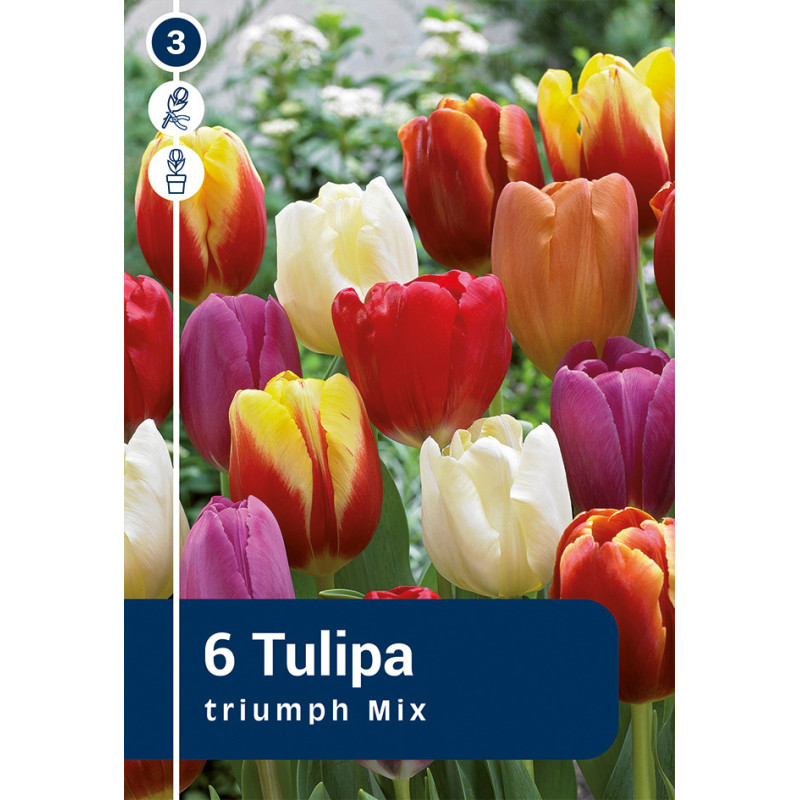 Bulbes de tulipes Triumph Mix 10 pièces