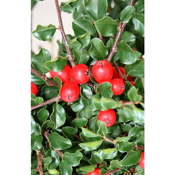 Zwergmispel, Cotoneaster praecox »Boer«, weiß, winterhart