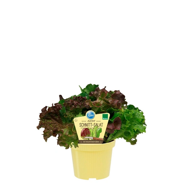 Saisonpflanze, Salat Schnitt-Salat, Blu Bio T 12