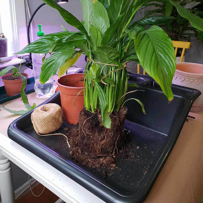 Planteringsbord Mini Tidy Tray
