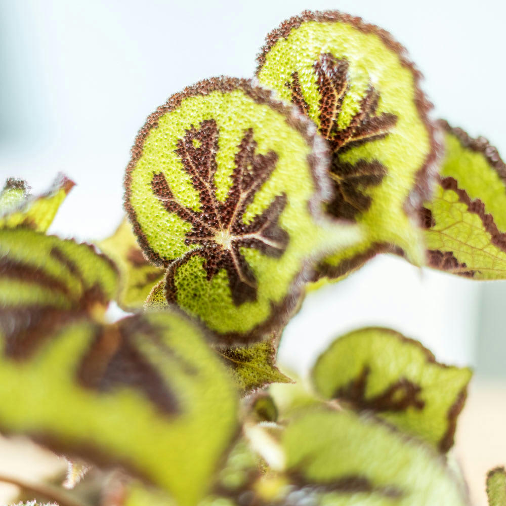 BÉGONIA - Bégonia croix de fer sans cache-pot