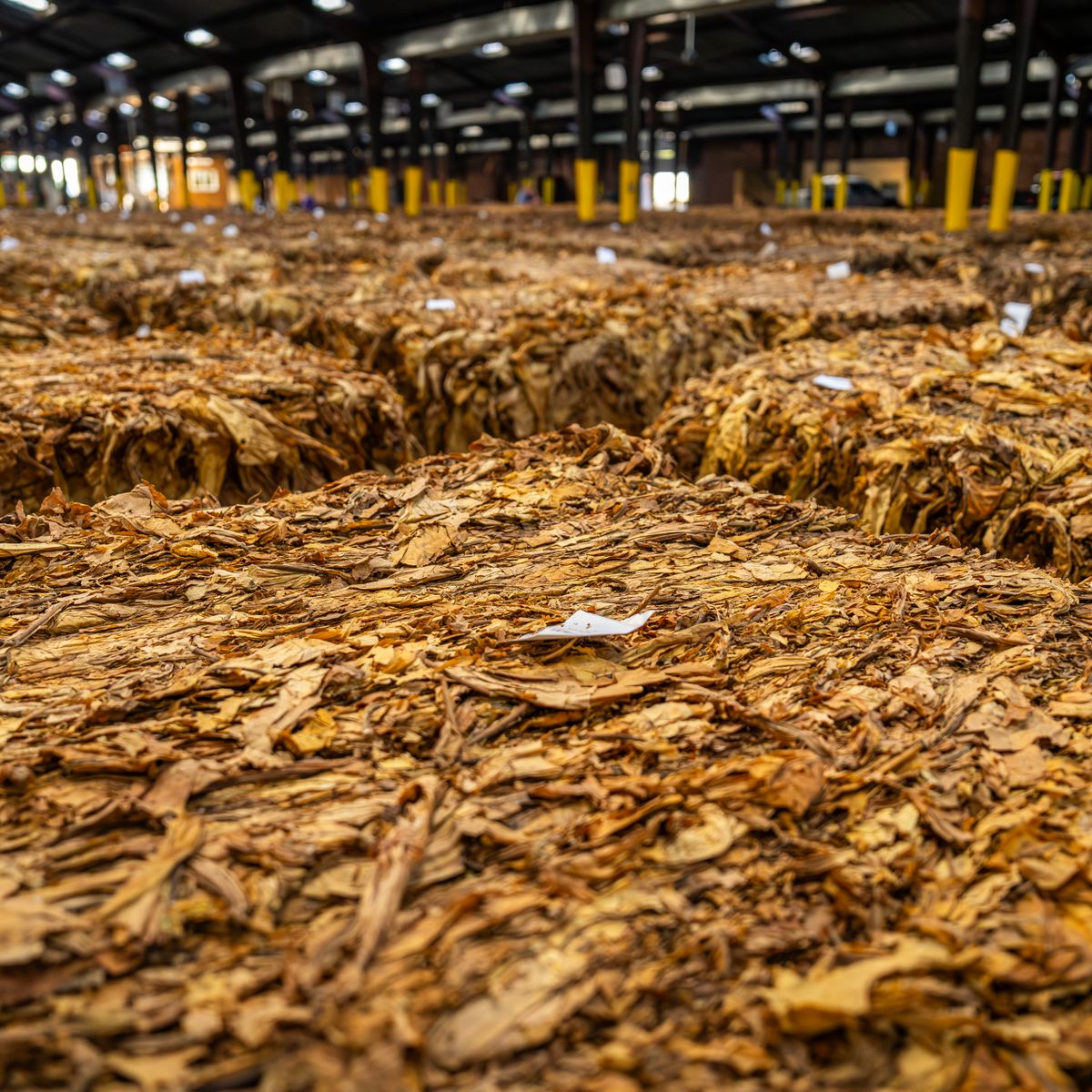 Dried tobacco leaves stored in a tobacco warehouse