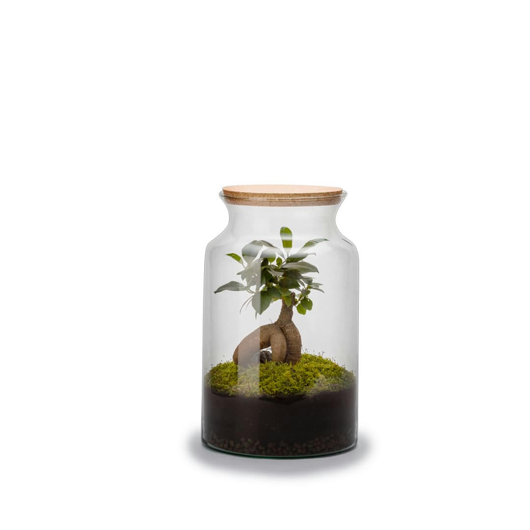 TERRA KIT - Kit terrarium plantes jungle ginseng