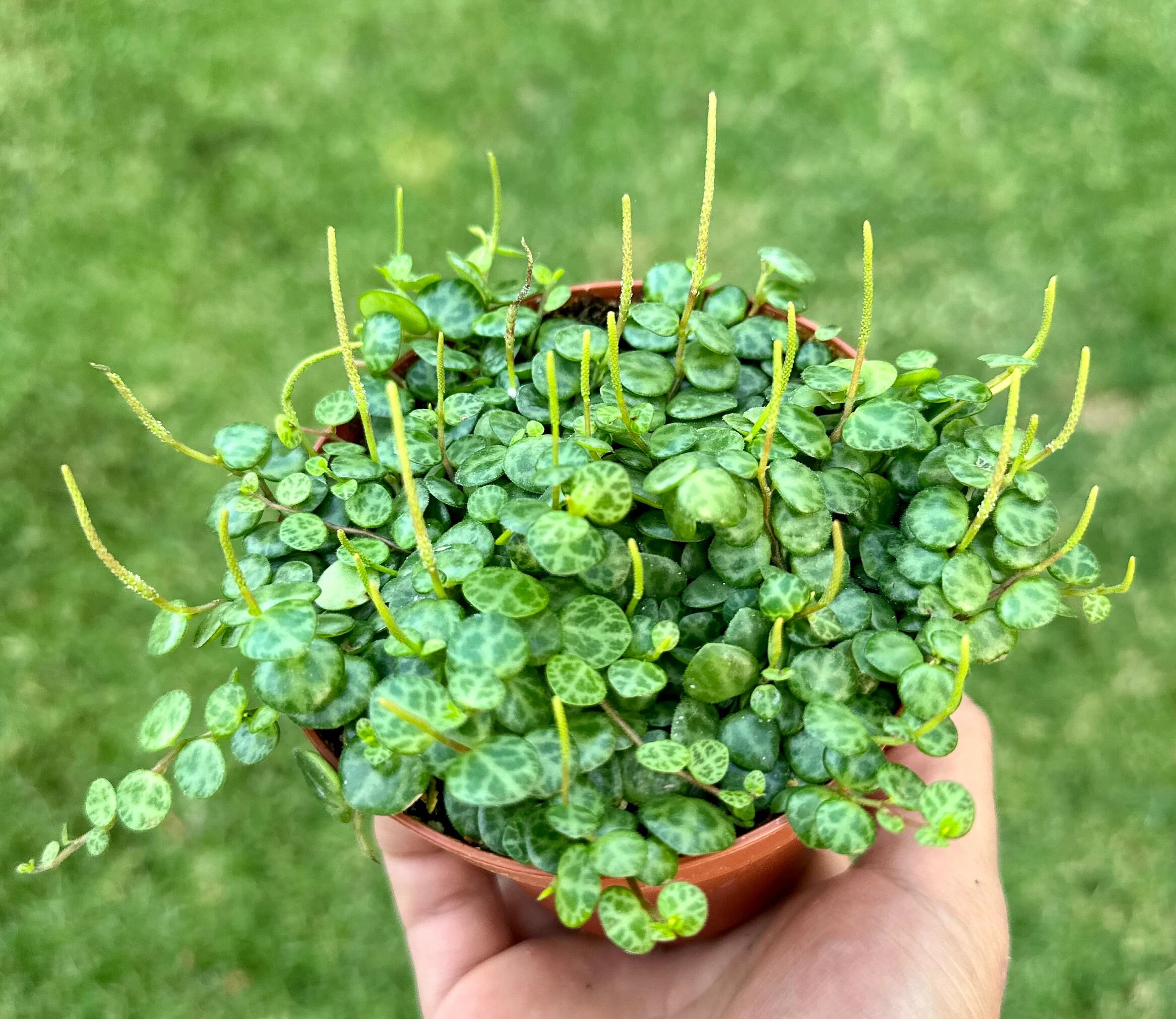 String of Turtles, Trailing Succulent, Hanging Plant, Home Decor Plant in 2.5