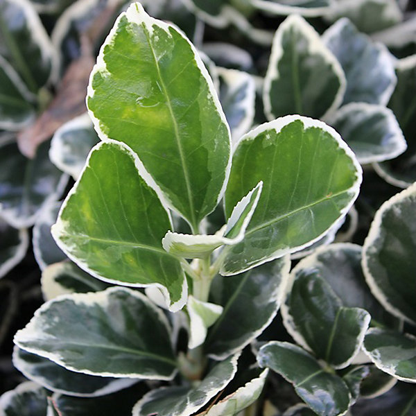 2 x Fusain du Japon 'Kathy' - Euonymus japonicus 'Kathy'- 20-30 cm pot