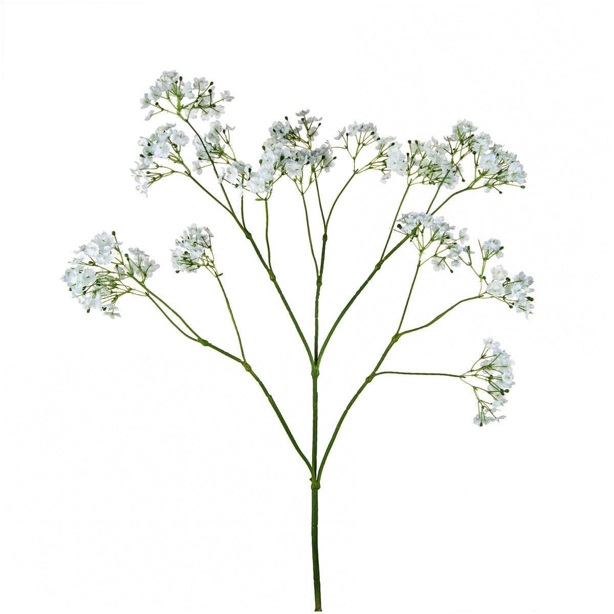 TALIA - Gypsophile Talia