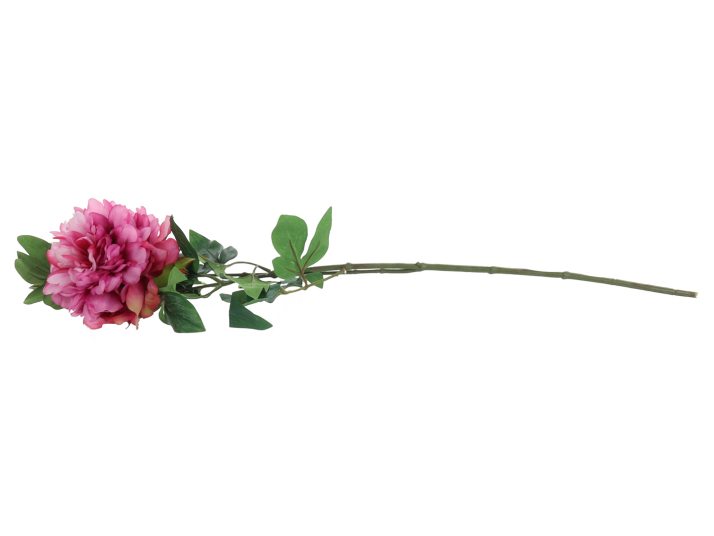 Peonia gałązka
