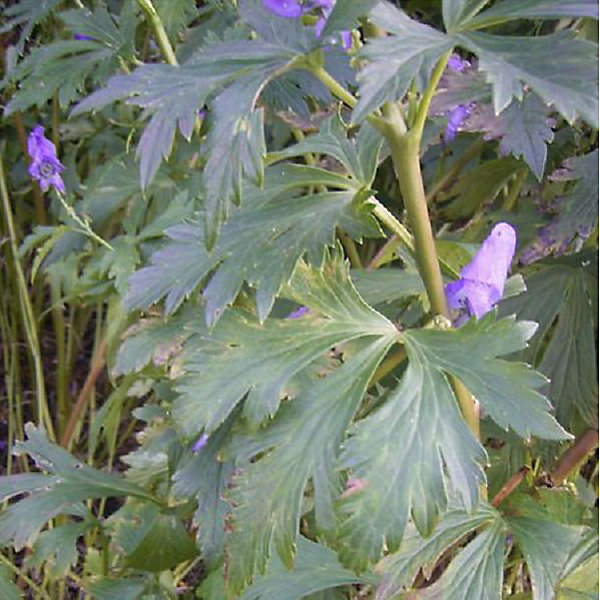 6 x Aconit de Carmichael 'Arendsii' - Aconitum carmichaelii 'Arendsii'- godet 9cm x 9cm