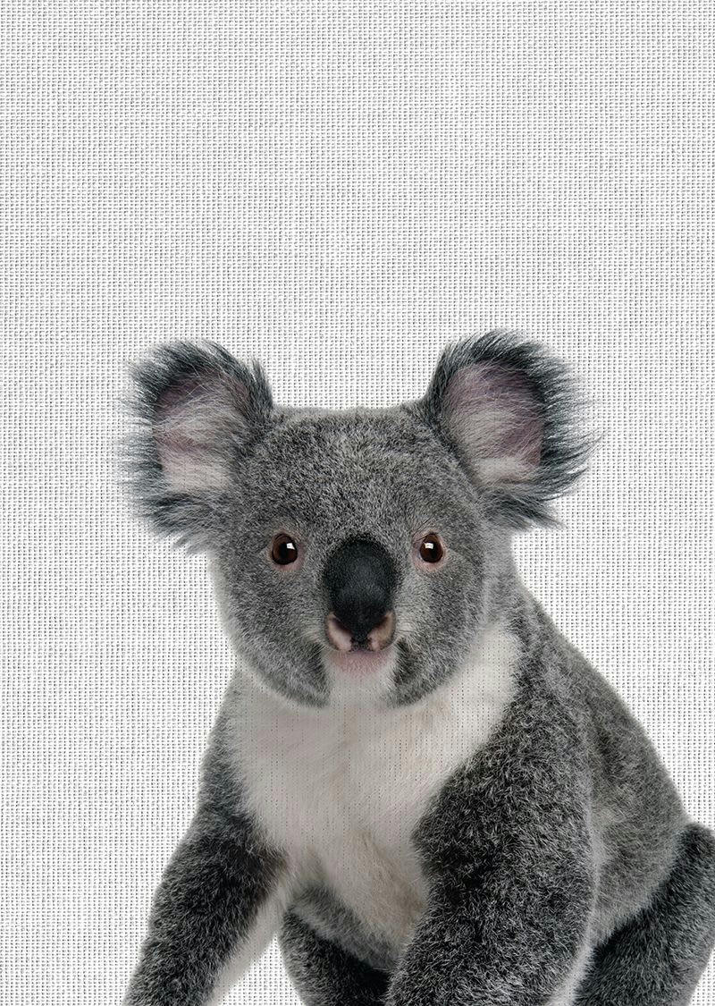ANIMAL FUN - Tableau métal koala 32x45