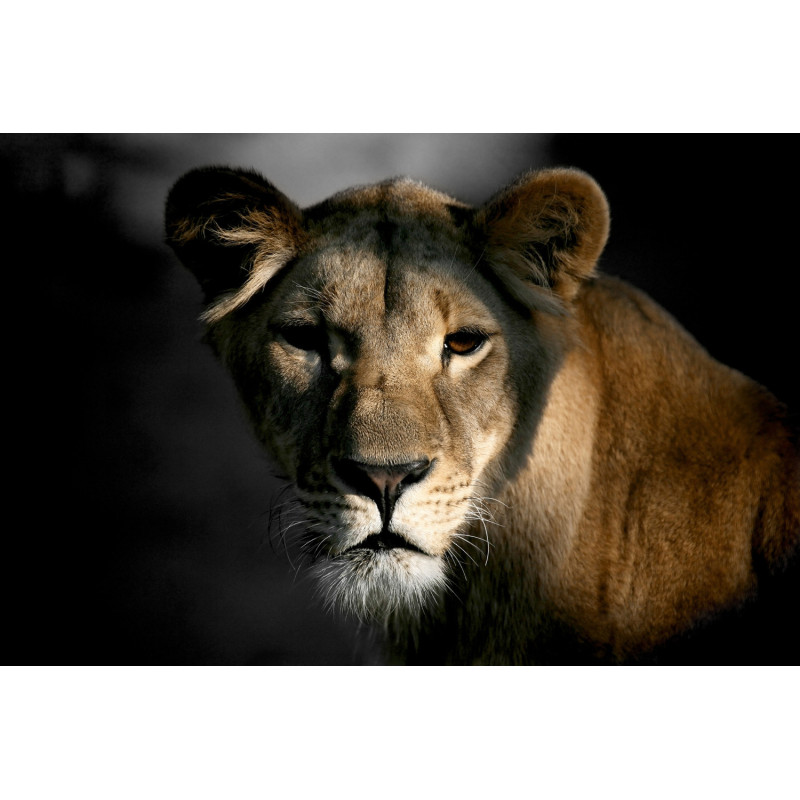 Toile Lionne & Ombre 65 x 45 cm CEANOTHE